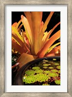 A Potted Plant, Cairns Botanic Gardens, Queensland, Australia Fine Art Print