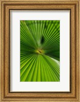 Pattern On Palm Leaf, Cairns Botanic Gardens, Queensland, Australia Fine Art Print