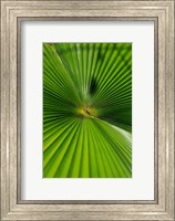 Pattern On Palm Leaf, Cairns Botanic Gardens, Queensland, Australia Fine Art Print