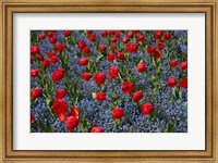 Tulips, Botanic Gardens, Hagley Park, Christchurch, Canterbury, New Zealand Fine Art Print