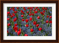 Tulips, Botanic Gardens, Hagley Park, Christchurch, Canterbury, New Zealand Fine Art Print