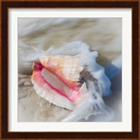 Bahamas, Little Exuma Island Conch Shell In Surf Fine Art Print