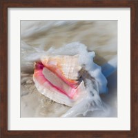Bahamas, Little Exuma Island Conch Shell In Surf Fine Art Print