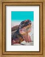 Bahamas, Exuma Island Close-Up Of Iguana On Beach Fine Art Print