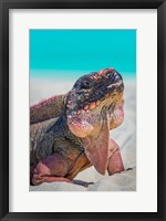 Bahamas, Exuma Island Close-Up Of Iguana On Beach Fine Art Print