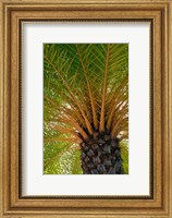 British Virgin Islands, Scrub Island Close Up Of The Underside Of A Palm Tree Fine Art Print