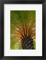 British Virgin Islands, Scrub Island Close Up Of The Underside Of A Palm Tree Fine Art Print