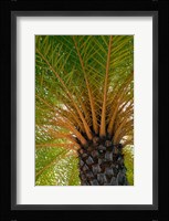 British Virgin Islands, Scrub Island Close Up Of The Underside Of A Palm Tree Fine Art Print