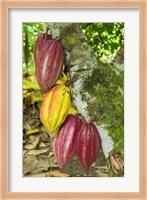 Cuba, Baracoa Cacao Pods Hanging On Tree Fine Art Print