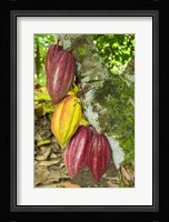 Cuba, Baracoa Cacao Pods Hanging On Tree Fine Art Print