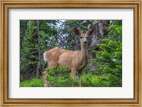 Deer In The Assiniboine Park, Canada Fine Art Print