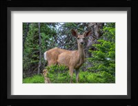Deer In The Assiniboine Park, Canada Fine Art Print