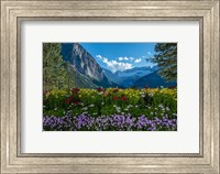 Wildflowers In Banff National Park Fine Art Print