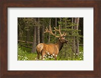 Bull Elk, Bow Valley Parkway, Banff National Park, Alberta, Canada Fine Art Print