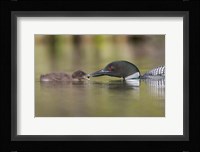 Canada, British Columbia A Common Loon & Chick At Lac Le Jeune Fine Art Print