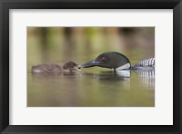 Canada, British Columbia A Common Loon & Chick At Lac Le Jeune Fine Art Print