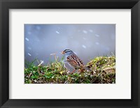 White-Crowned Sparrow In A Spring Snow Storm Fine Art Print