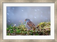 White-Crowned Sparrow In A Spring Snow Storm Fine Art Print