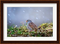 White-Crowned Sparrow In A Spring Snow Storm Fine Art Print