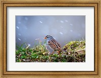 White-Crowned Sparrow In A Spring Snow Storm Fine Art Print