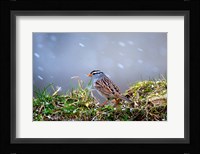 White-Crowned Sparrow In A Spring Snow Storm Fine Art Print