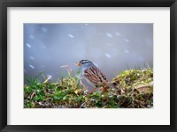 White-Crowned Sparrow In A Spring Snow Storm Fine Art Print