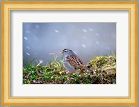 White-Crowned Sparrow In A Spring Snow Storm Fine Art Print