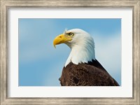 A Bald Eagle At Bowron Lake In Bowron Lake Provincial Park, BC Fine Art Print