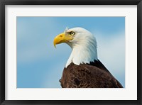 A Bald Eagle At Bowron Lake In Bowron Lake Provincial Park, BC Fine Art Print