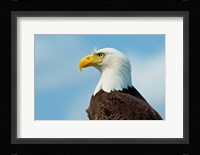 A Bald Eagle At Bowron Lake In Bowron Lake Provincial Park, BC Fine Art Print