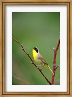 Canada, Quebec, Mount St Bruno Conservation Park Common Yellowthroat Singing Fine Art Print