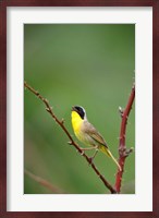 Canada, Quebec, Mount St Bruno Conservation Park Common Yellowthroat Singing Fine Art Print