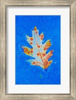 Canada, Quebec, Mount St Bruno Conservation Park Red Oak Leaf Caught In Ice Fine Art Print