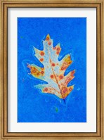 Canada, Quebec, Mount St Bruno Conservation Park Red Oak Leaf Caught In Ice Fine Art Print