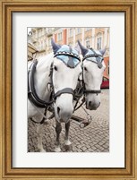 Czech Republic Horses On Cobblestone Karlovy Vary Street Fine Art Print