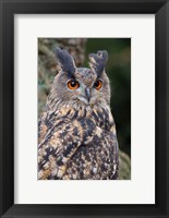 Czech Republic, Liberec Eagle Owl Falconry Show Fine Art Print