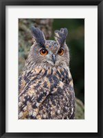 Czech Republic, Liberec Eagle Owl Falconry Show Fine Art Print