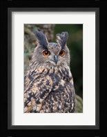 Czech Republic, Liberec Eagle Owl Falconry Show Fine Art Print