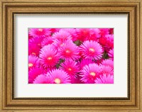 Cote d'Azure Near Cap d'Antibes Ice Plant Delosperma Cooperi Fine Art Print