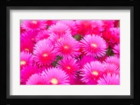 Cote d'Azure Near Cap d'Antibes Ice Plant Delosperma Cooperi Fine Art Print