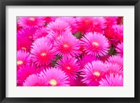 Cote d'Azure Near Cap d'Antibes Ice Plant Delosperma Cooperi Fine Art Print