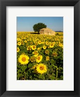 France, Provence, Old Farm House In Field Of Sunflowers Fine Art Print