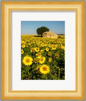 France, Provence, Old Farm House In Field Of Sunflowers Fine Art Print