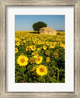 France, Provence, Old Farm House In Field Of Sunflowers Fine Art Print