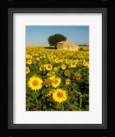 France, Provence, Old Farm House In Field Of Sunflowers Fine Art Print