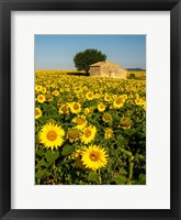 France, Provence, Old Farm House In Field Of Sunflowers Fine Art Print