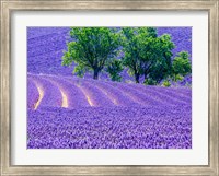 France, Provence, Lavender Field On The Valensole Plateau Fine Art Print