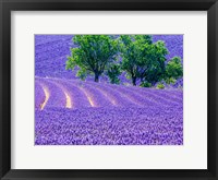 France, Provence, Lavender Field On The Valensole Plateau Framed Print