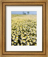 Chamomile Field (Matricaria Chamomilla), Hortobagy National Park In Spring Hungary Fine Art Print