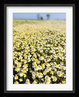 Chamomile Field (Matricaria Chamomilla), Hortobagy National Park In Spring Hungary Fine Art Print